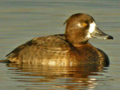 Tufted Duck